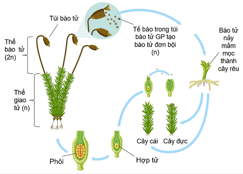 Sinh sản bằng bào tử, olm